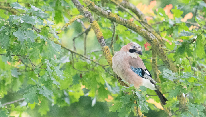 Le printemps des oiseaux au parc de la Morinais